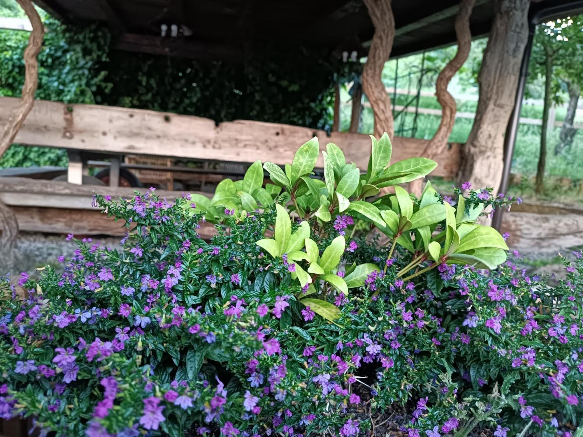 RossenaFattoria Branciana住宿加早餐旅馆 外观 照片